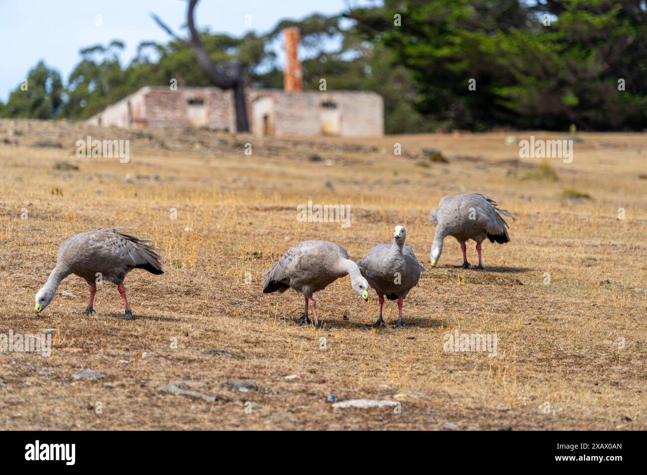 Oche di Capo Barren (Cereopsis novaehollandiae) che pascolano su erba con rovina in background, Maria Island, Tasmania Foto Stock
