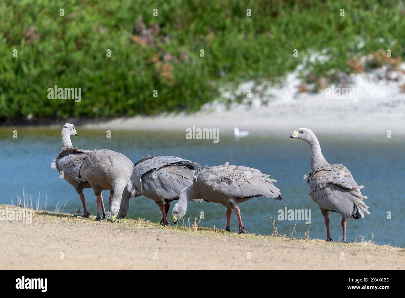 Oche di Capo Barren (Cereopsis novaehollandiae) che pascolano su erba con spiaggia sullo sfondo, Maria Island, Tasmania Foto Stock