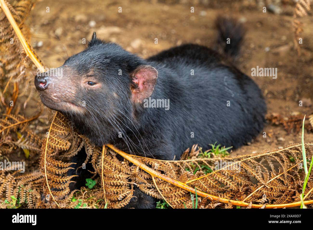 Il diavolo della Tasmania (Sarcophilus harrisii) che riposa tra le felci da braccio, Tasmania Foto Stock