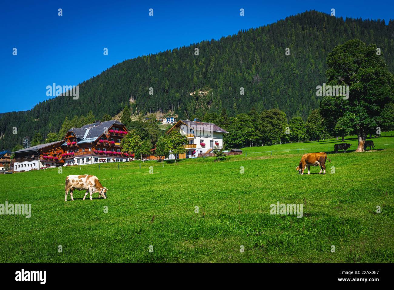 Accogliente villaggio alpino con case tradizionali e mucche da pascolo sul campo verde, Ramsau am Dachstein, Austria, Europa Foto Stock