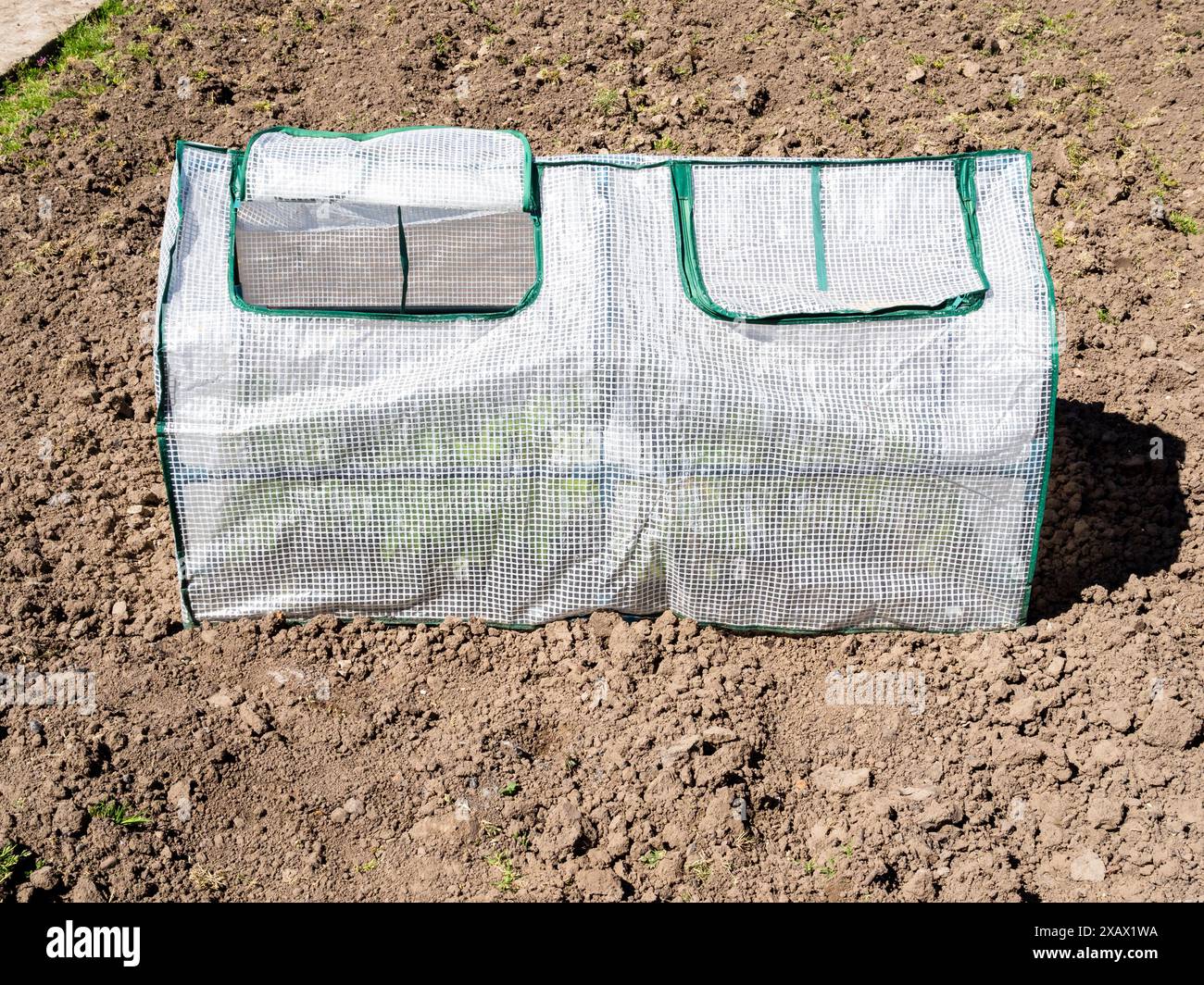 piccola serra di plastica con una tasca aperta nel giardino arato nelle soleggiate giornate primaverili Foto Stock