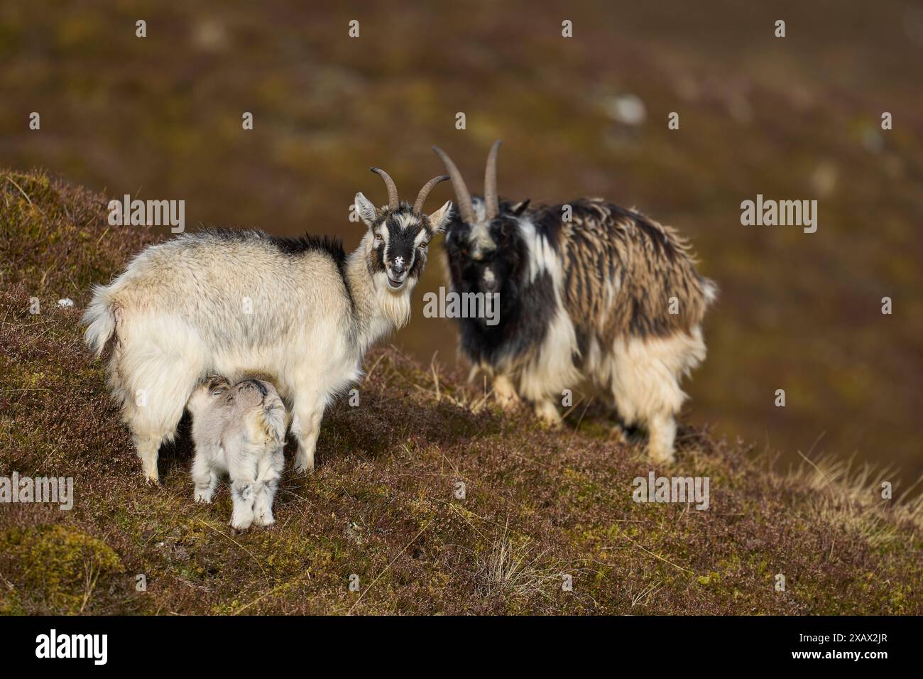Capre selvatiche che pascolano nelle Highlands scozzesi Foto Stock