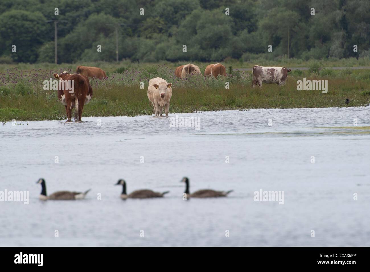 Dorney, Regno Unito. 9 giugno 2024. Le acque di Dorney Common nel Buckinghamshire sono peggiorate nelle ultime settimane, dato che l'acqua è fuoriuscita da Roundmoor Ditch. I lavori di trattamento delle acque reflue del Tamigi a Slough possono essere scaricati nel Roundmoor Ditch quando piove, tuttavia, i livelli dei corsi d'acqua sono molto alti al momento nonostante le piogge siano state scarse di recente. La questione è stata nuovamente sollevata con Thames Water, ma secondo i residenti, non è stata intrapresa alcuna azione da parte di Thames Water per alleviare questo problema in corso. Crediti: Maureen McLean/Alamy Live News Foto Stock