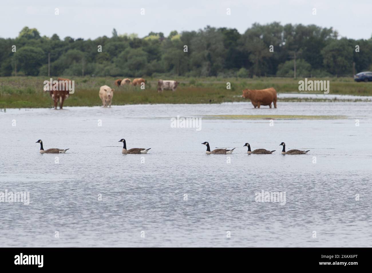 Dorney, Regno Unito. 9 giugno 2024. Le acque di Dorney Common nel Buckinghamshire sono peggiorate nelle ultime settimane, dato che l'acqua è fuoriuscita da Roundmoor Ditch. I lavori di trattamento delle acque reflue del Tamigi a Slough possono essere scaricati nel Roundmoor Ditch quando piove, tuttavia, i livelli dei corsi d'acqua sono molto alti al momento nonostante le piogge siano state scarse di recente. La questione è stata nuovamente sollevata con Thames Water, ma secondo i residenti, non è stata intrapresa alcuna azione da parte di Thames Water per alleviare questo problema in corso. Crediti: Maureen McLean/Alamy Live News Foto Stock