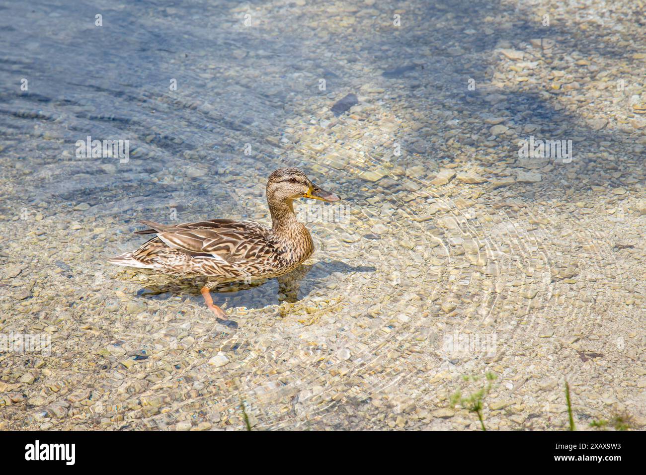 Anatra selvatica (Anas platyrhynchos) che nuota nell'Almsee, Salzkammergut, Austria Foto Stock