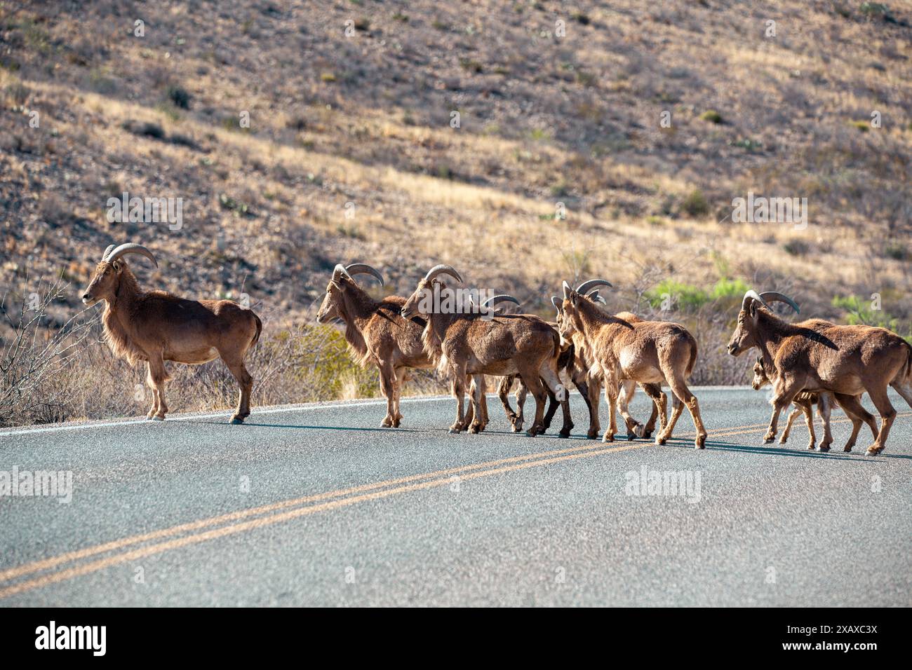 Mandria di pecore barbaresche che attraversano la strada Foto Stock