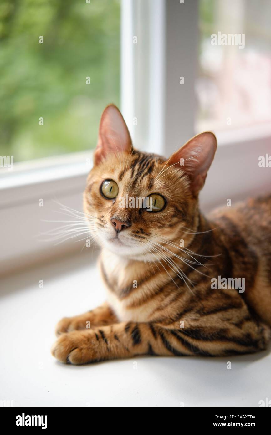 Un bellissimo gatto del Bengala con marcature luminose si siede sul davanzale e guarda la telecamera. Sfocatura e messa a fuoco selettiva Foto Stock