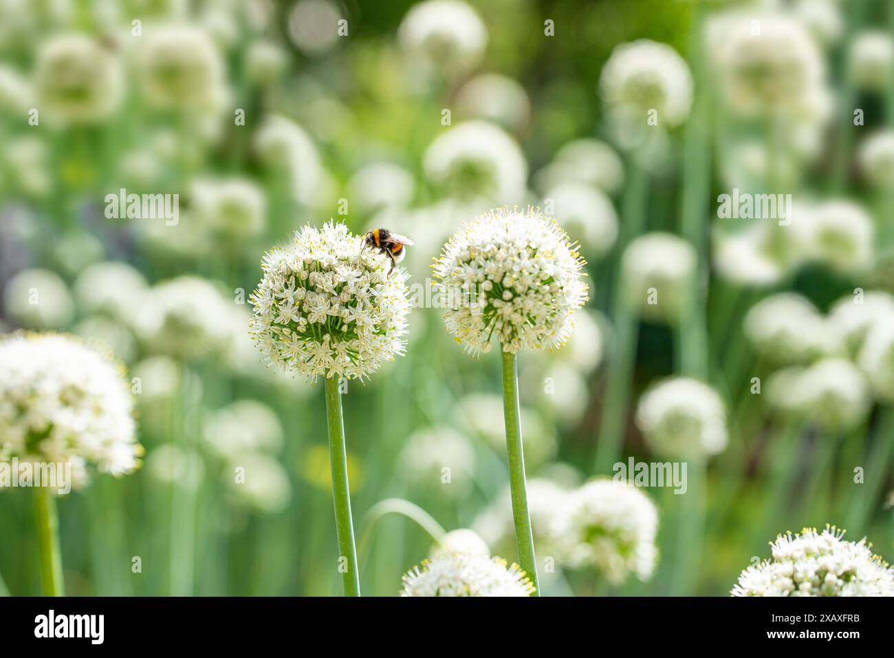 Fiori di cipolla con bumblebee Foto Stock