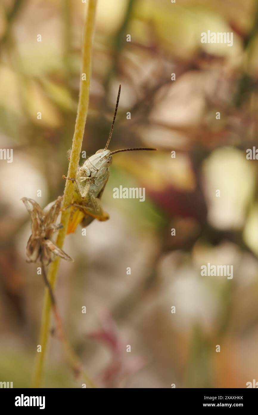 Grasshopper nascosto dietro twig, Alcoy, Spagna Foto Stock