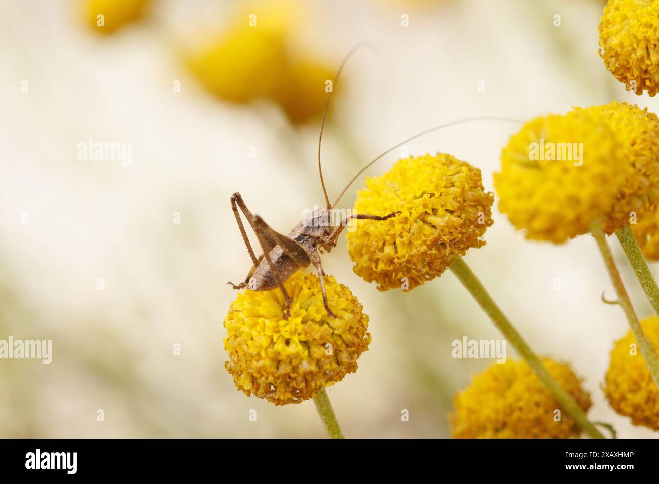 Grasshopper sul fiore di Santolina con bokeh, Alcoy, Spagna Foto Stock