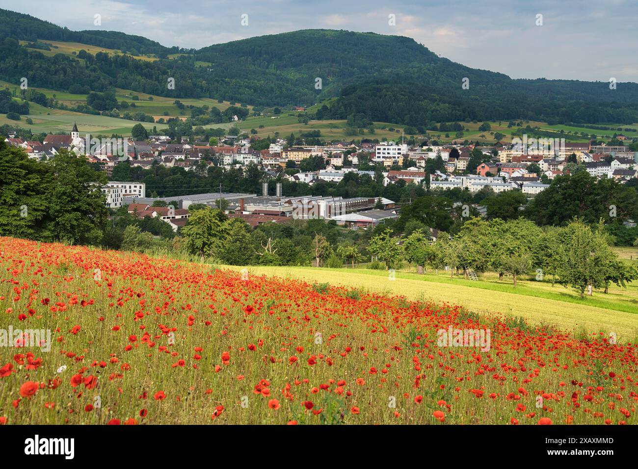 Svizzera, Dornach, Oberdornach, Soletta, campo di papavero, giugno, estate, Aesch, Pfeffingen, Schwarzbubenland Foto Stock