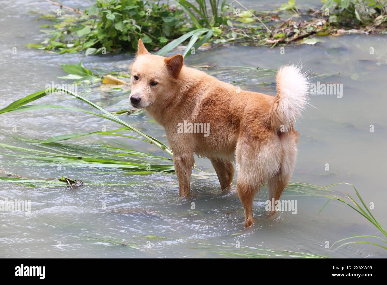 Il cane Askal di razza locale filippina si raffredda nel fiume, onde di calore estreme nelle Filippine e nel sud-est asiatico, Foto Stock