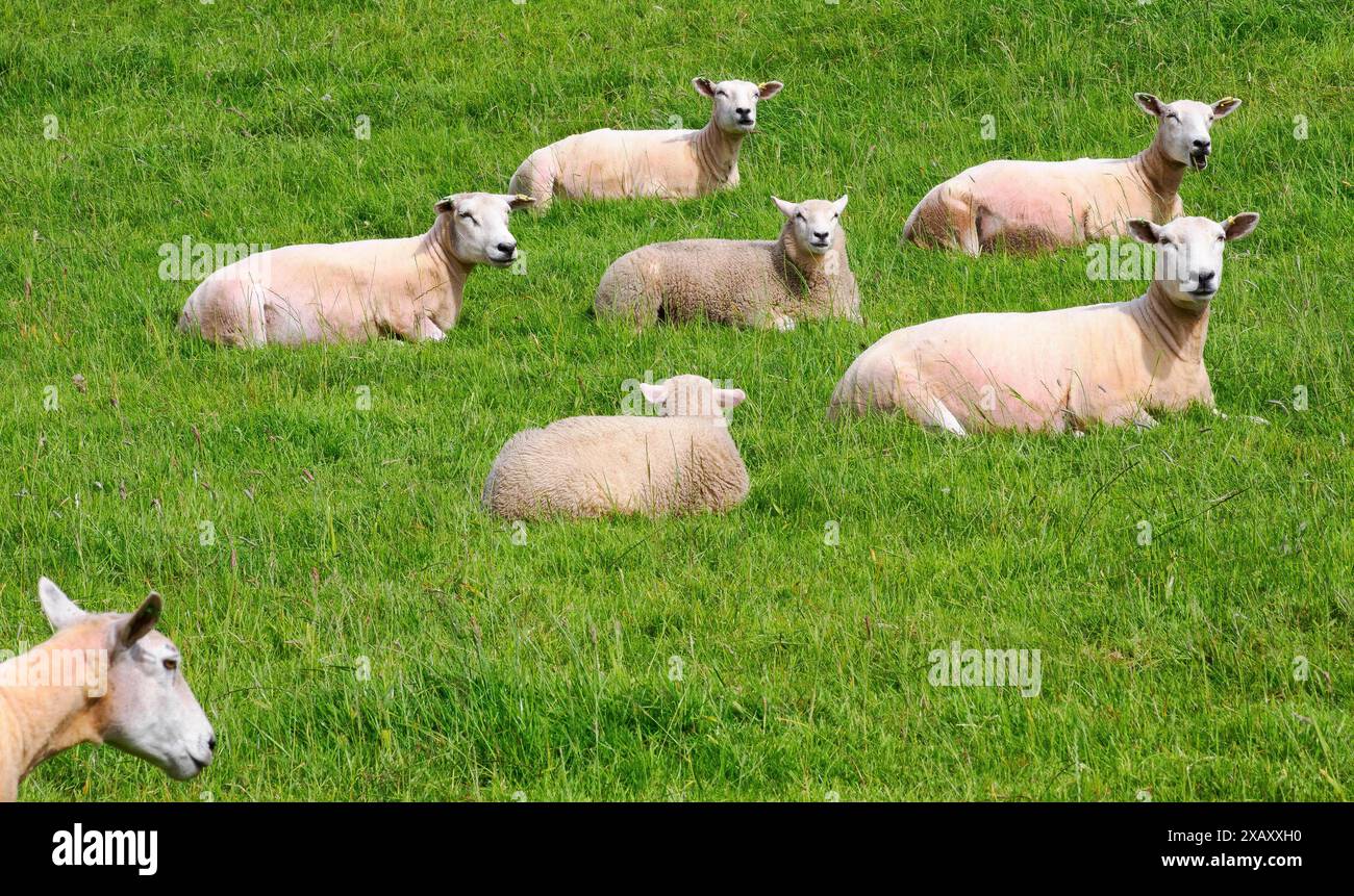 Un piccolo gregge di pecore e agnelli che si gode il sole in un campo erboso nel Somerset nel Regno Unito Foto Stock