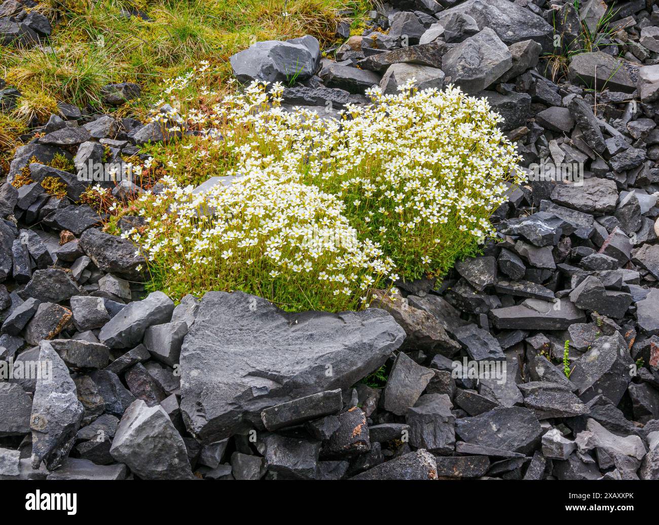 Mossy Saxifrage Saxifraga Hypnoides cresce ad altitudini presso la cava di Herbert o Black Mountain Quarries nella parte occidentale dei Brecon Beacons nel Galles del Sud nel Regno Unito Foto Stock