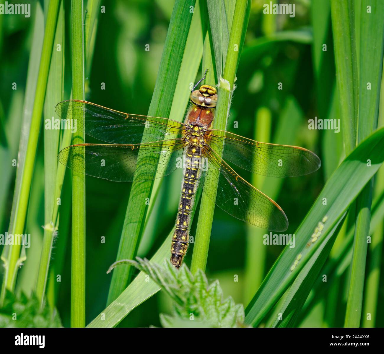 Peloso dragonfly Brachytron pratense femmina a riposo tra le canne a Ham Wall a Somerset Levels UK Foto Stock