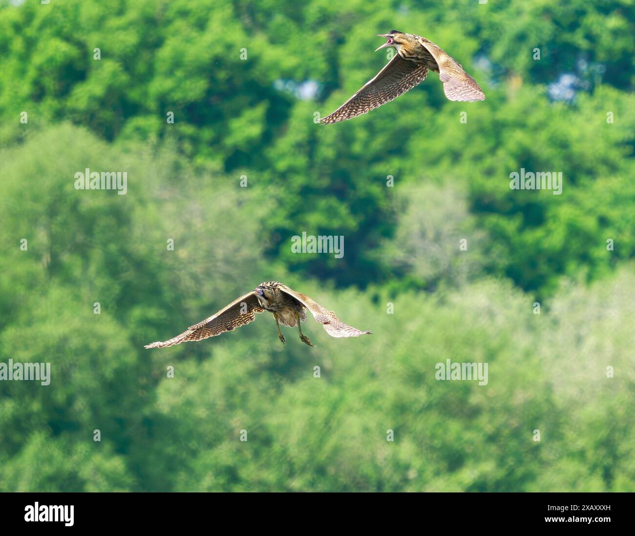 Mostra di corteggiamento Bittern Botaurus stellaris al Ham Wall, ai livelli del Somerset nel Regno Unito Foto Stock