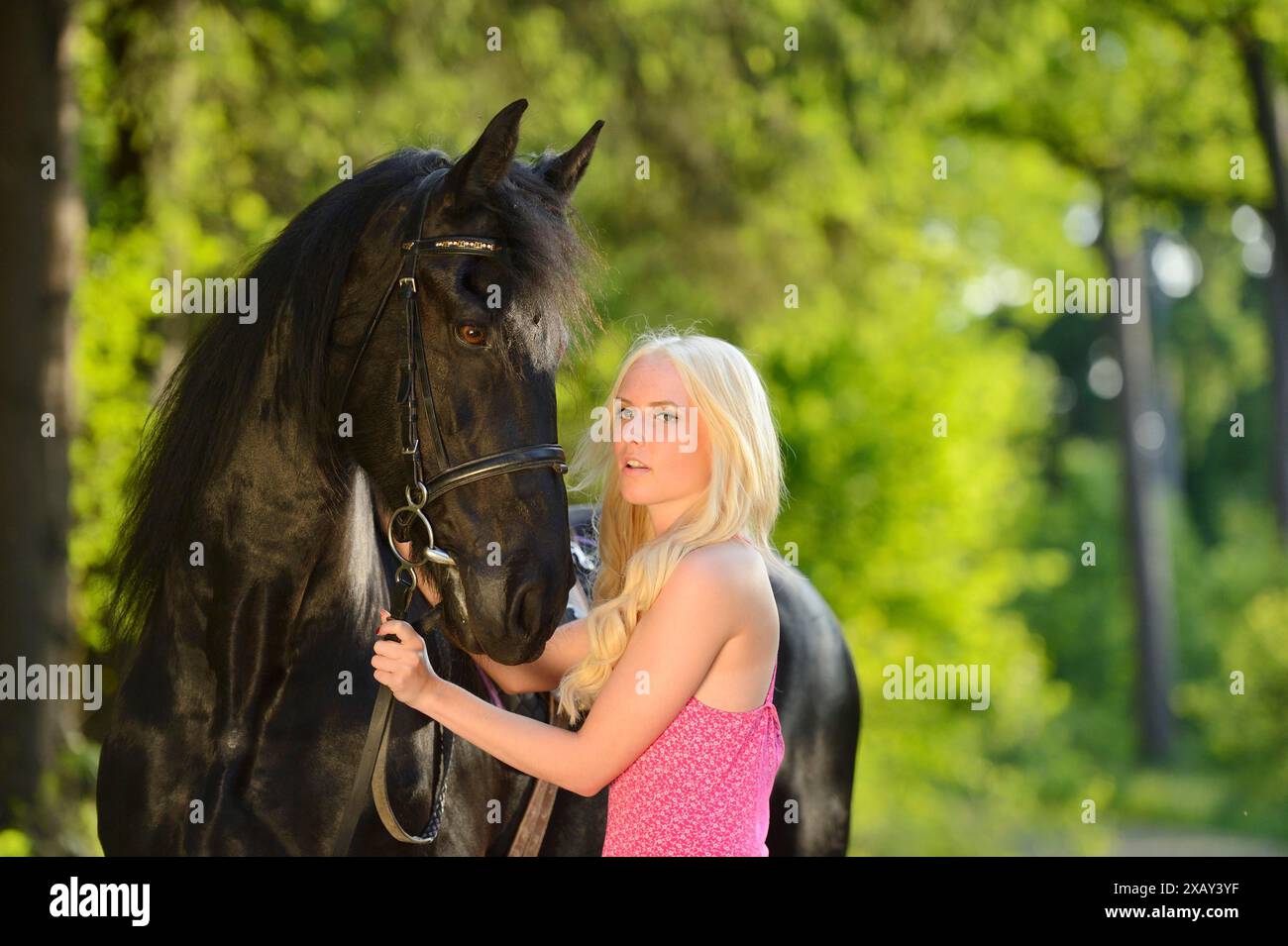 Donna bionda con un abito rosa che tiene in braccio un cavallo frisone nero in un ambiente forestale, la Baviera Foto Stock
