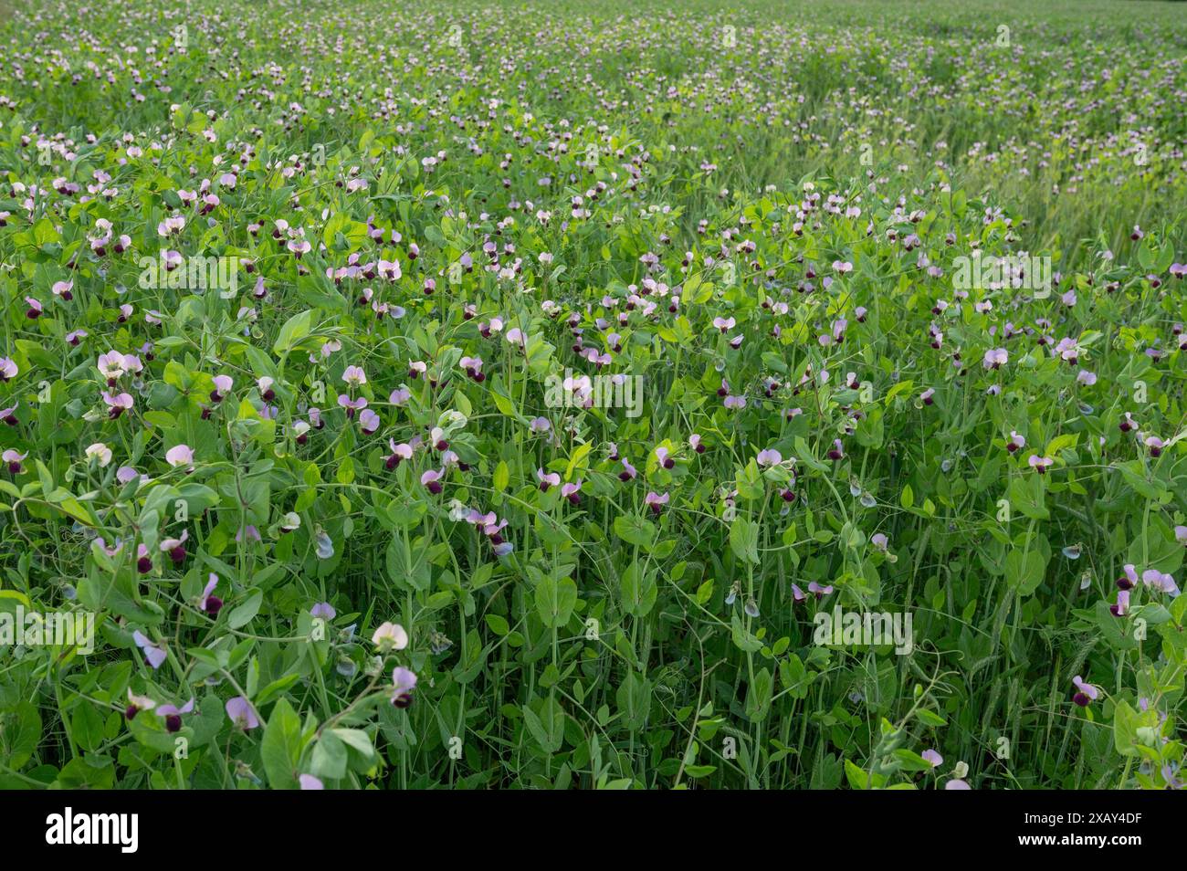 Campo di piselli in fiore (Pisum sativum), Franconia, Baviera, Germania Foto Stock