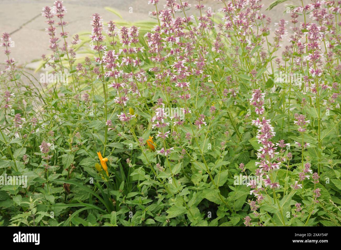 Copenhagen/ Danimarca/09 giugno 2024/Fiori e piante sono piantati in decoarte strada danese per la salute e bell'aspetto della zona e delle strade (foto. Francis Joseph Dean/Dean Pictures) (non per uso commerciale) Foto Stock