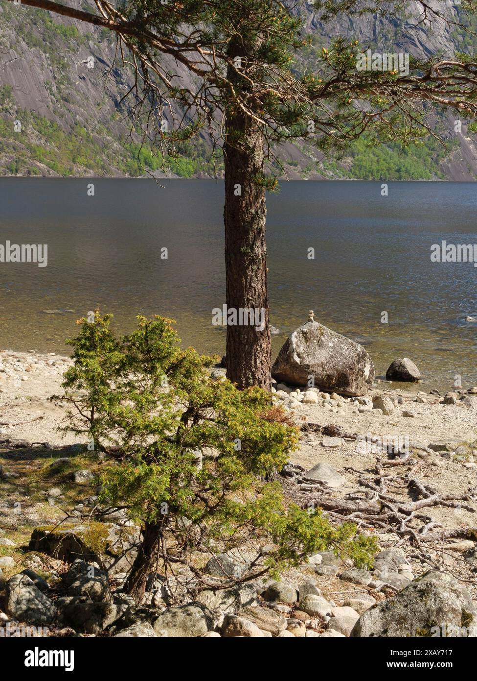 Un albero e una roccia sulla riva di un lago, dintorni tranquilli e naturali, Eidfjoerd, Norvegia Foto Stock