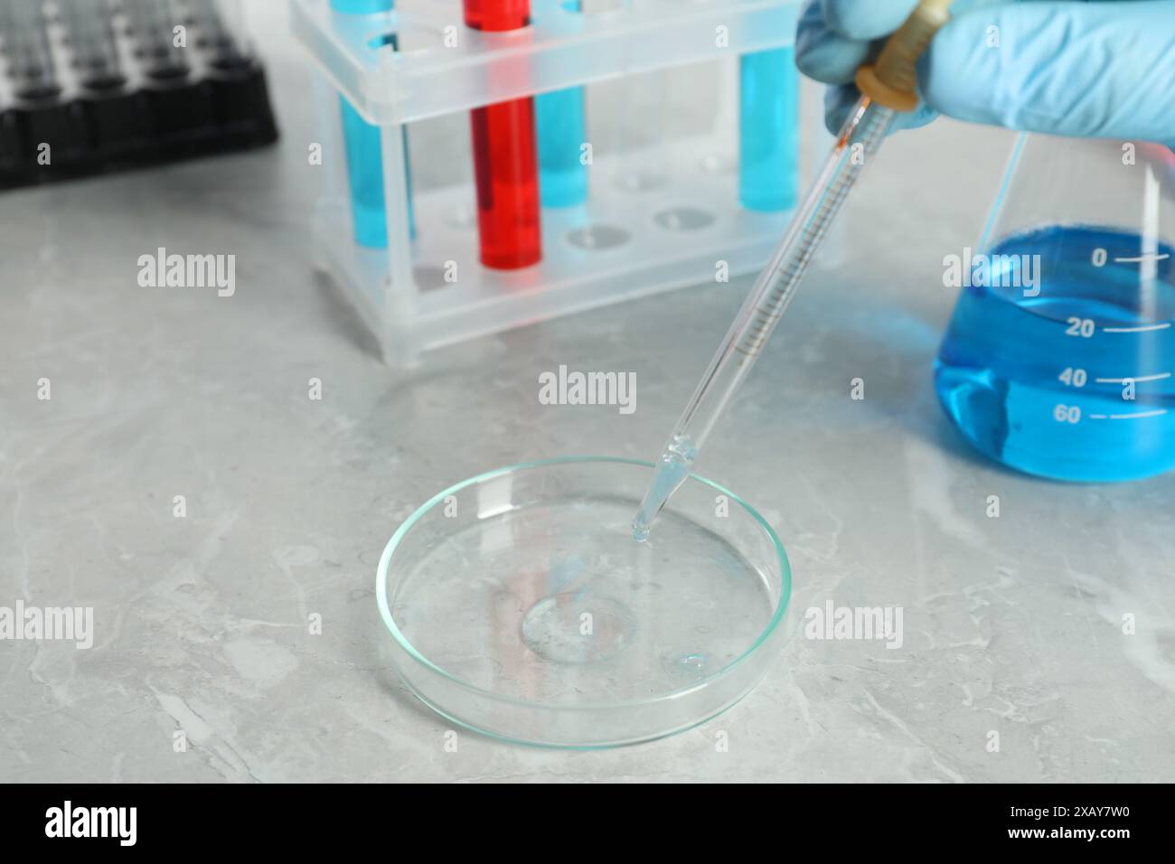 Scienziato che gocciola il liquido dalla pipetta alla piastra Petri sul tavolo di marmo grigio, primo piano Foto Stock