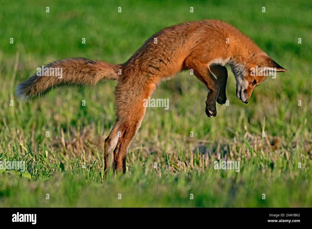 Red Fox che salta per catturare Prey Foto Stock