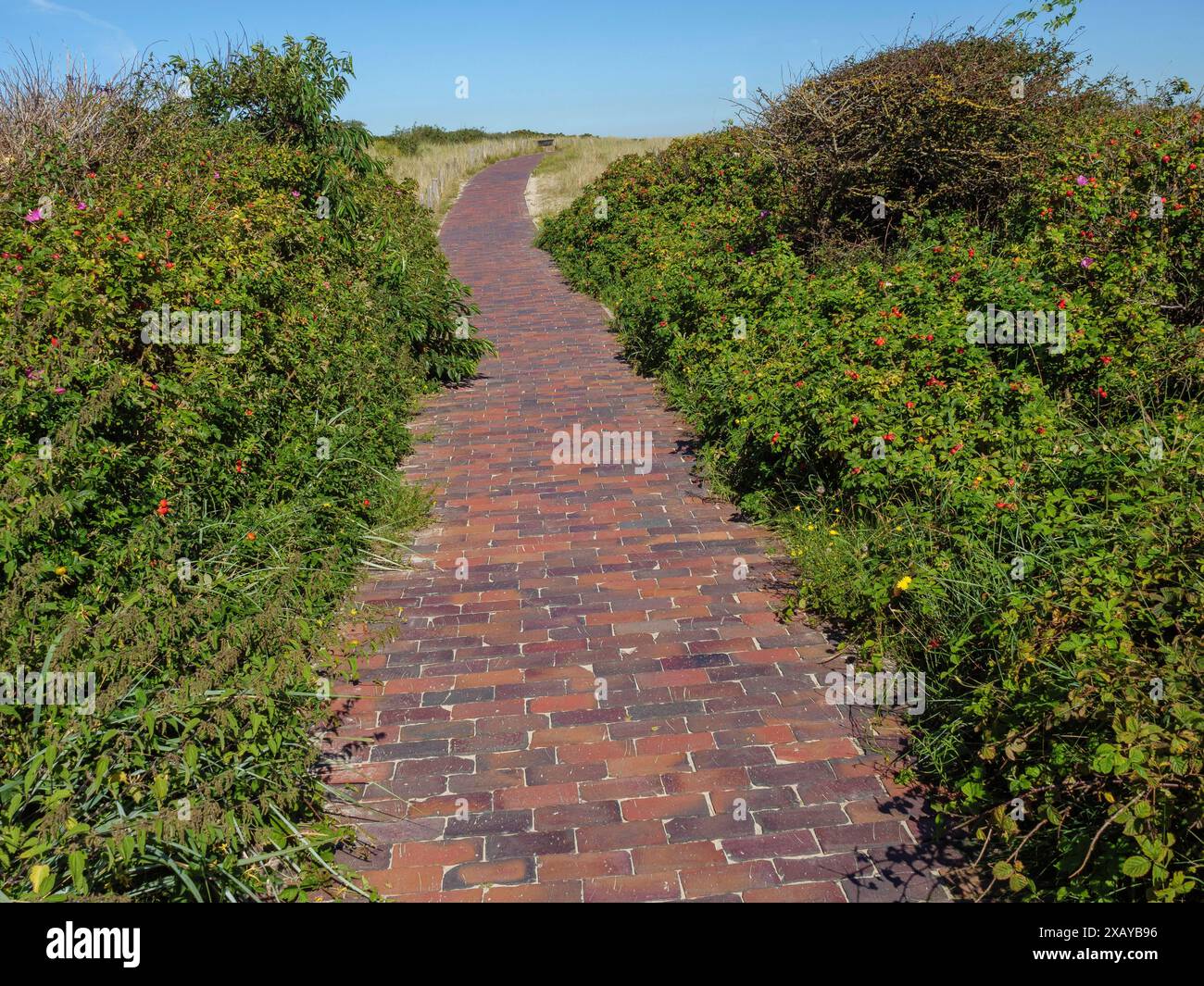 Il sentiero asfaltato conduce attraverso cespugli verdi e dune sotto un cielo limpido, langeoog, germania Foto Stock