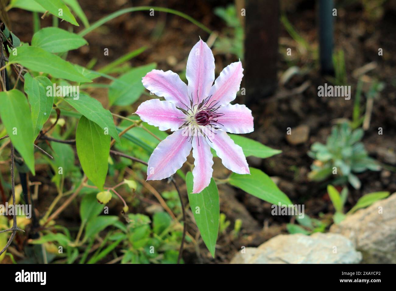 Clematis Nelly Moser o il fiore in pelle Nelly Moser Easy Care perenne pianta perenne di medie dimensioni per scalatore deciduo con grande stella in similpelle Foto Stock