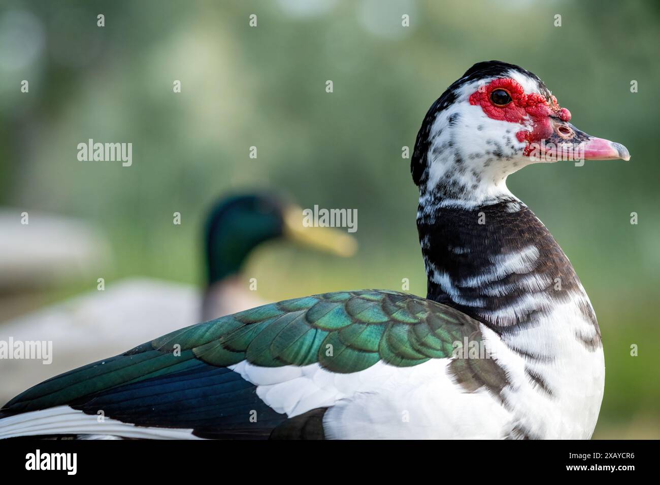 Ritratto di anatra moscovita con faccia rossa Foto Stock