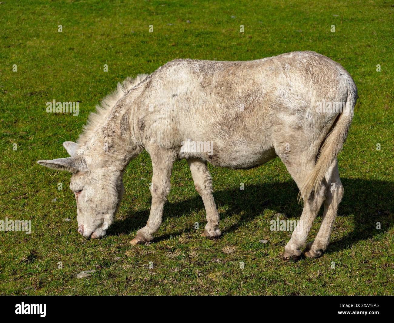 Pascolo di asino. Un asino pascolava sull'erba verde, indicando un tranquillo ambiente rurale. Scena di pascolo diurno. Un solo asino in un pascolo durante il giorno, Foto Stock