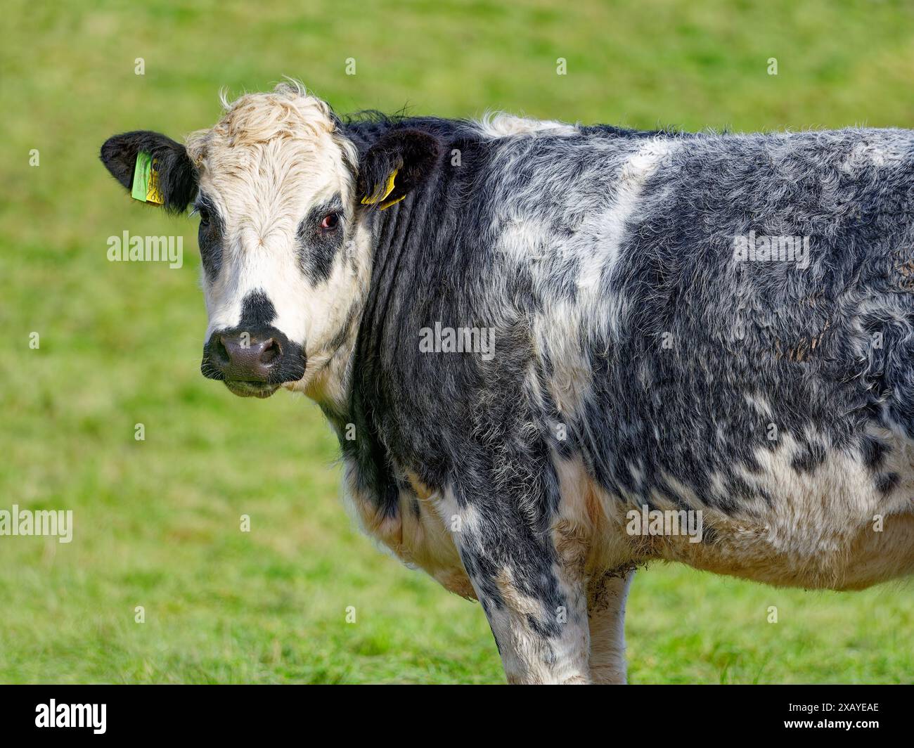 Scena pastorale. La mucca bianca e nera è immersa nel verde, con un'etichetta auricolare che incarna l'agricoltura rurale. Foto Stock