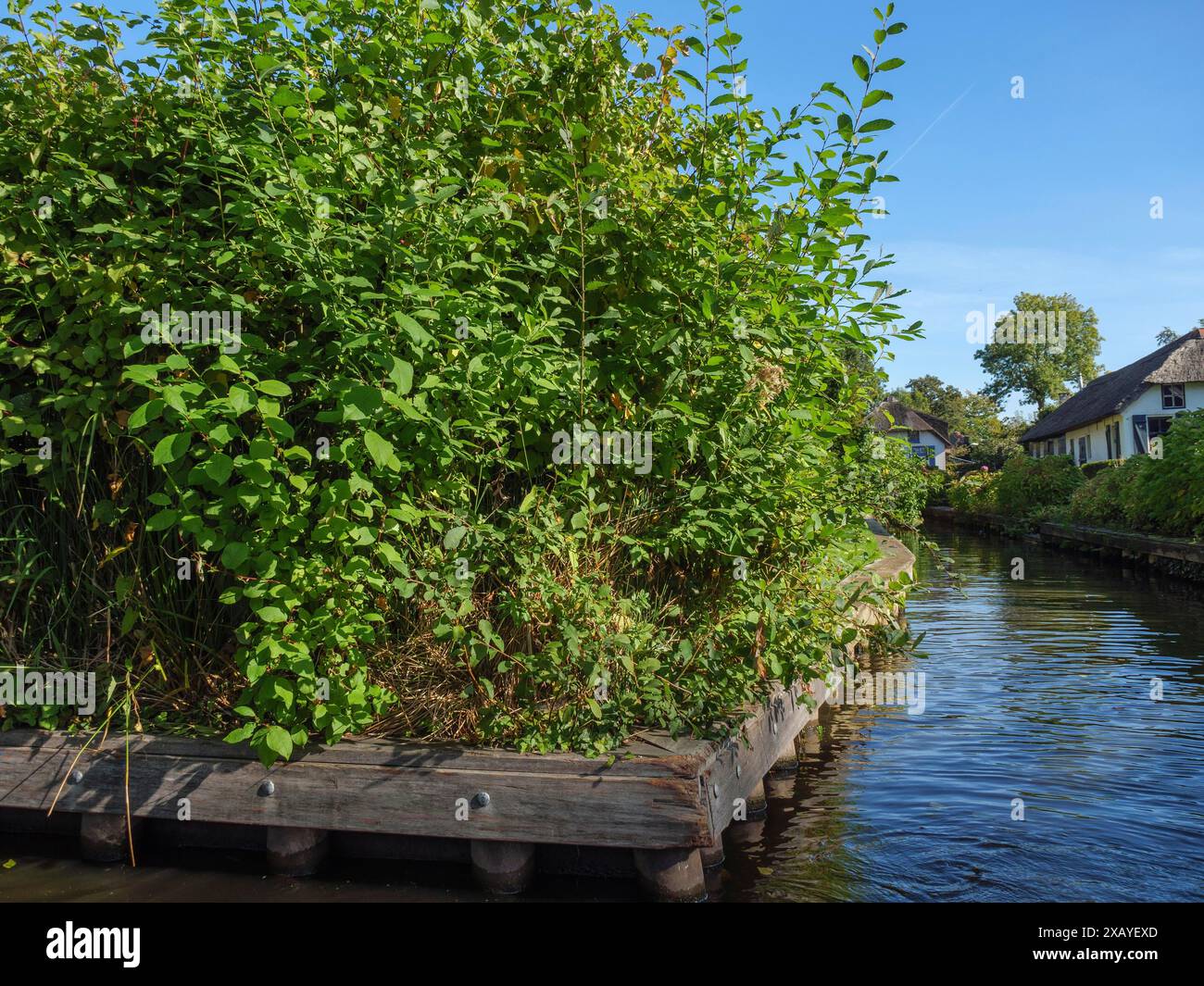 Una sponda del canale densamente ricoperta di piante, dintorni naturali, giethoorn, Paesi Bassi Foto Stock