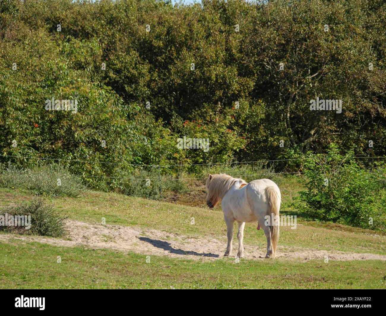 Il pony bianco si trova in un prato di fronte a una fitta foresta sotto un cielo blu, langeoog, germania Foto Stock