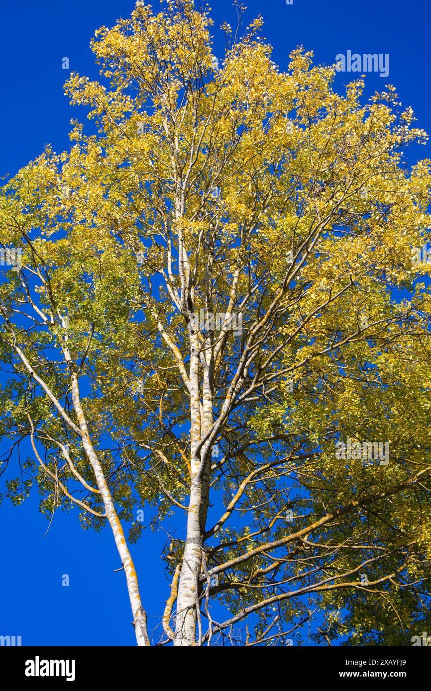 Golden Canopy: Il fogliame dorato degli aspens raggiunge la distesa azzurra, segnando una tranquilla giornata autunnale. Foto Stock