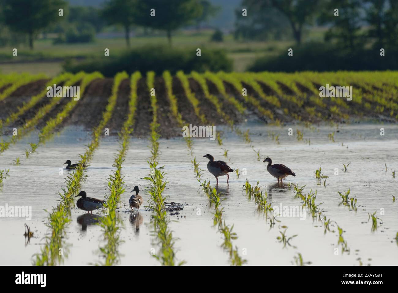 Mallards e oche egiziane dopo la pioggia continua su terreni agricoli allagati, campi di mais, parco naturale Schwaebisch-Franconian Wald Park, Schwaebisch Hall Foto Stock