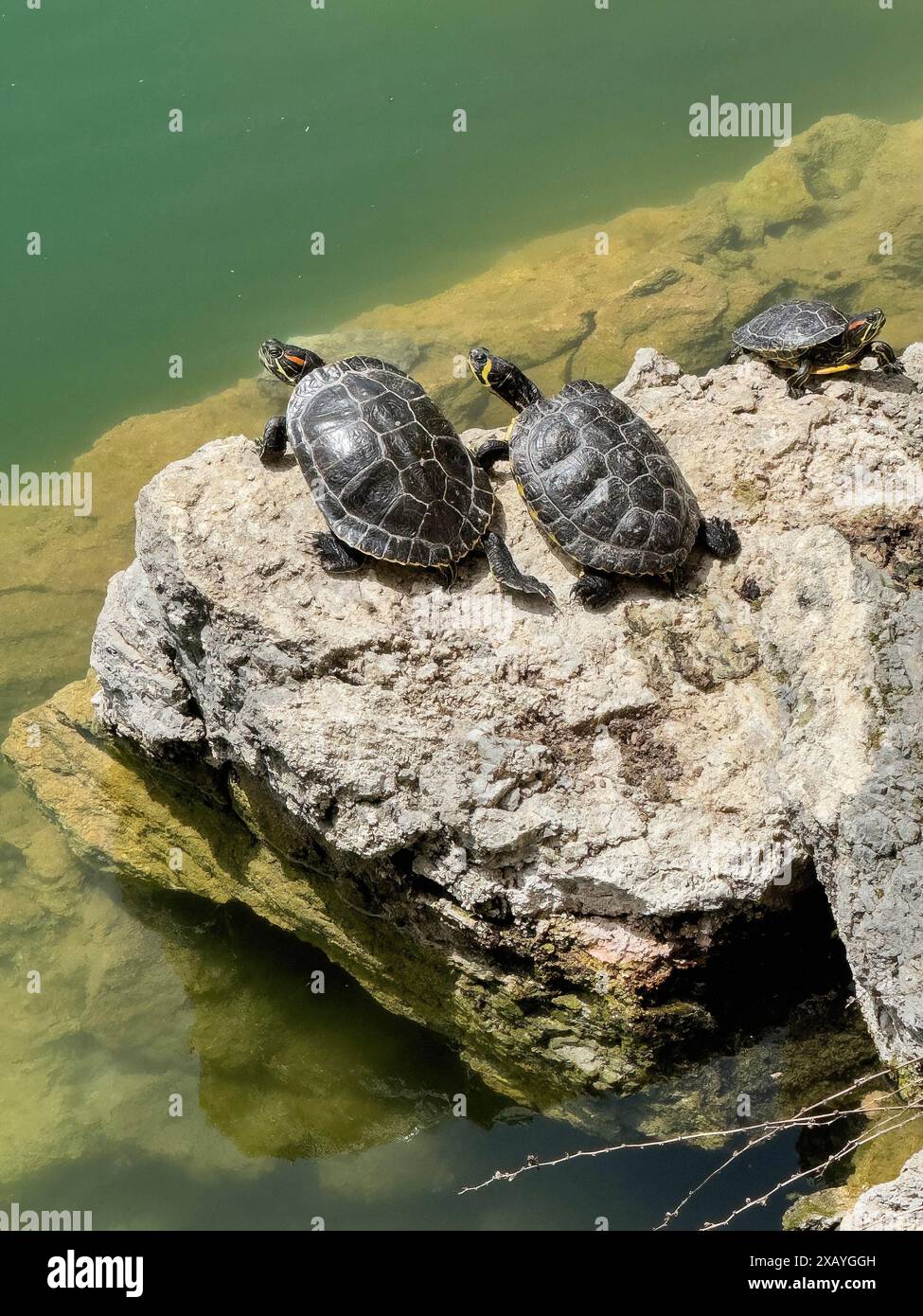 Tre esemplari di tartaruga destra e sinistra tartaruga di scorrimento con orecchie rosse (Trachemys scripta elegans) al centro tartaruga di scorrimento con orecchie gialle (Trachemys scripta Foto Stock