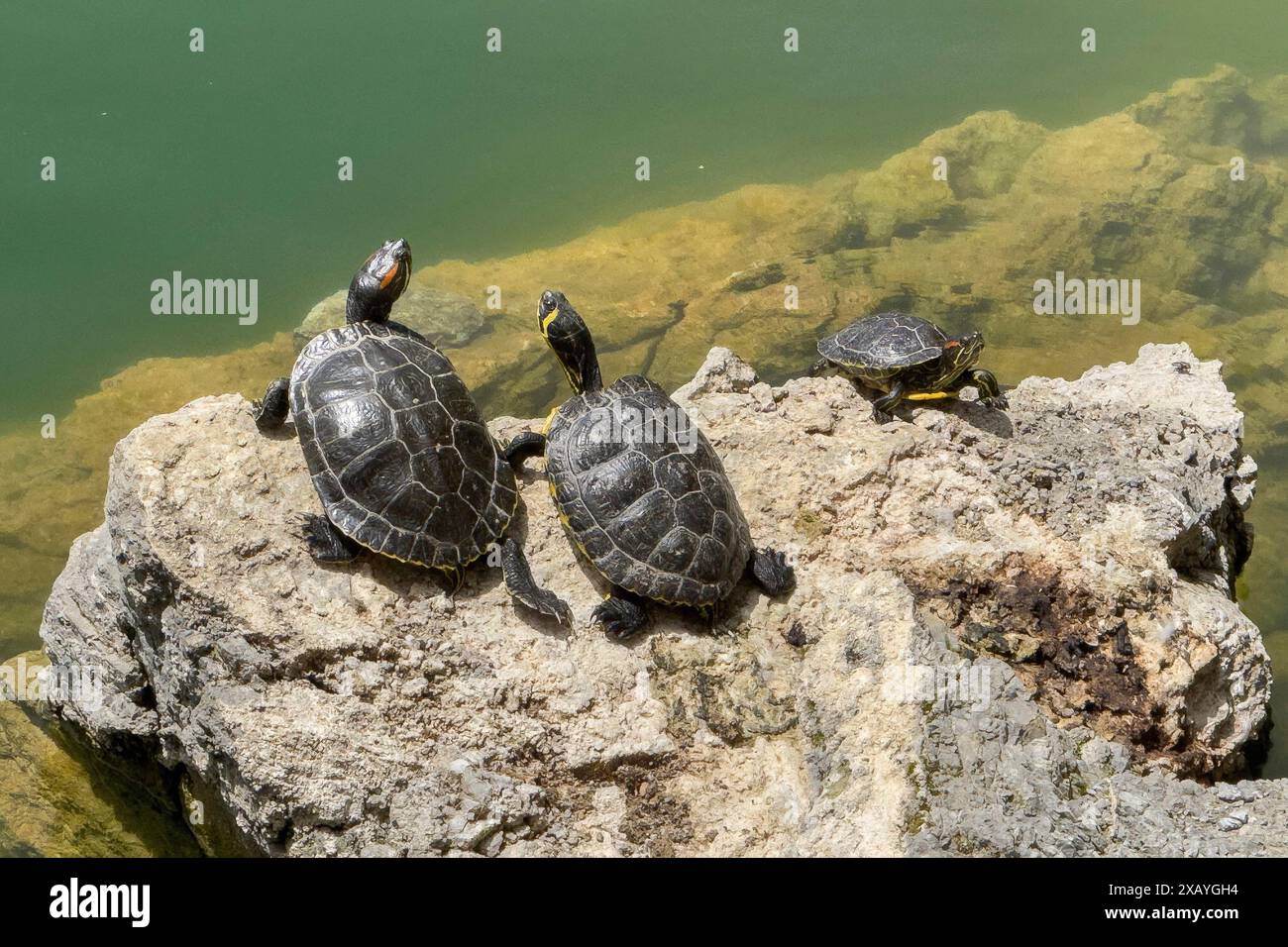 Tre esemplari di tartaruga destra e sinistra tartaruga di scorrimento con orecchie rosse (Trachemys scripta elegans) al centro tartaruga di scorrimento con orecchie gialle (Trachemys scripta Foto Stock