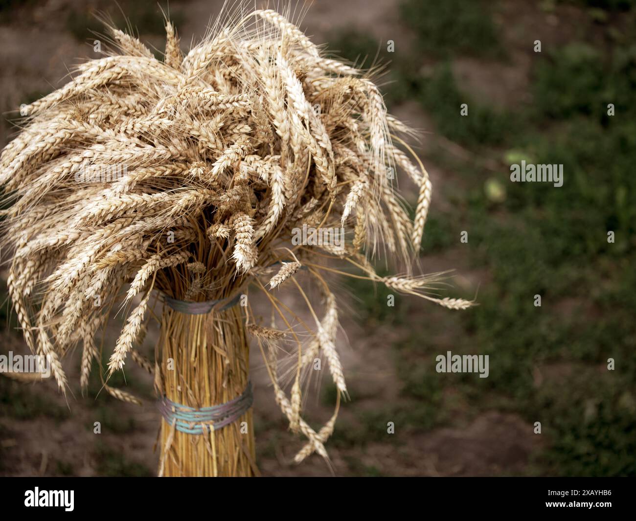 Tema del raccolto raffigurato da pulegge di frumento marrone dorato su sfondo verde fogliame. Foto Stock