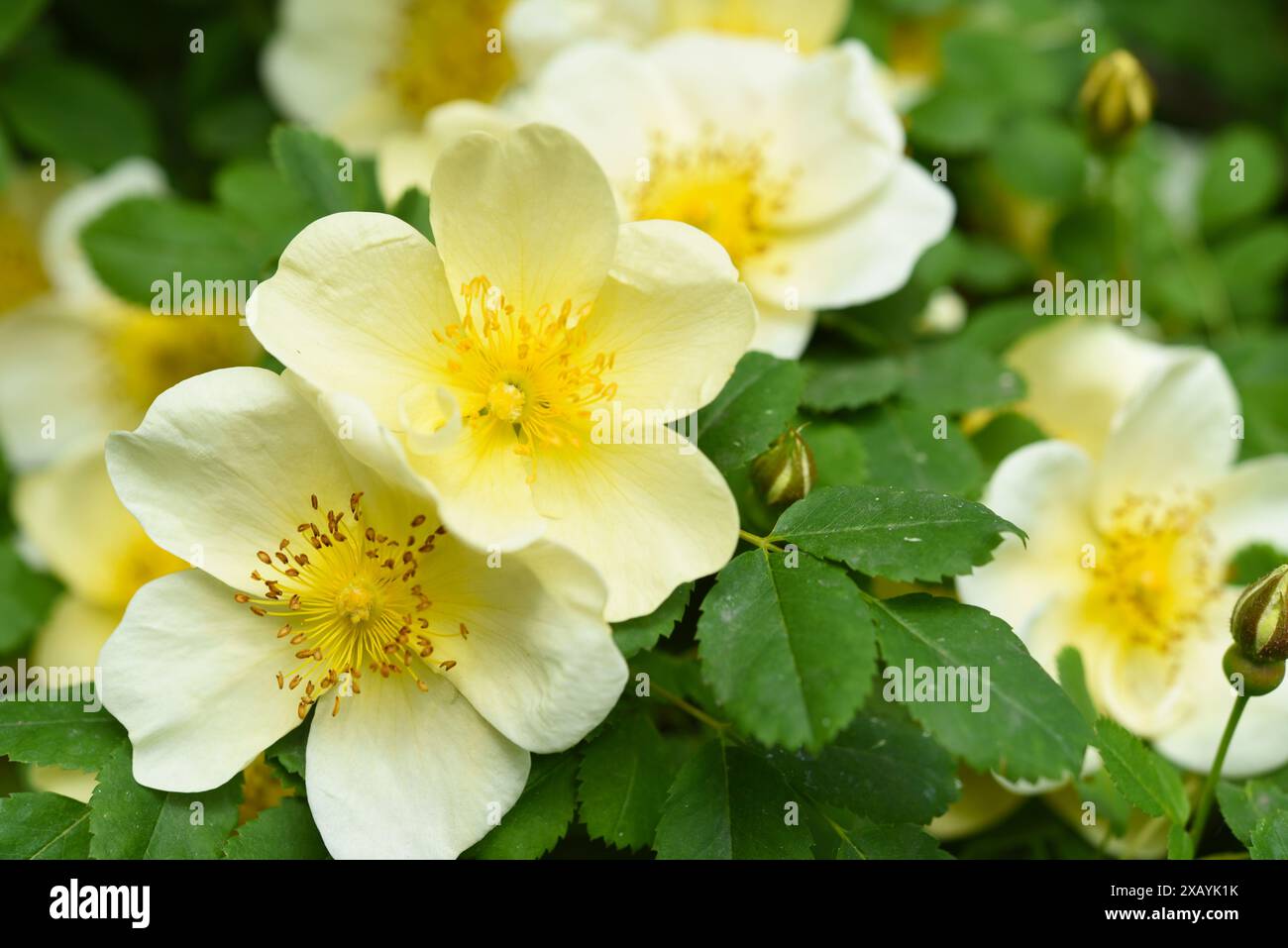 Fiori di rosa gialli nel giardino primaverile. Un gruppo di bellissimi fiori gialli. Foto Stock