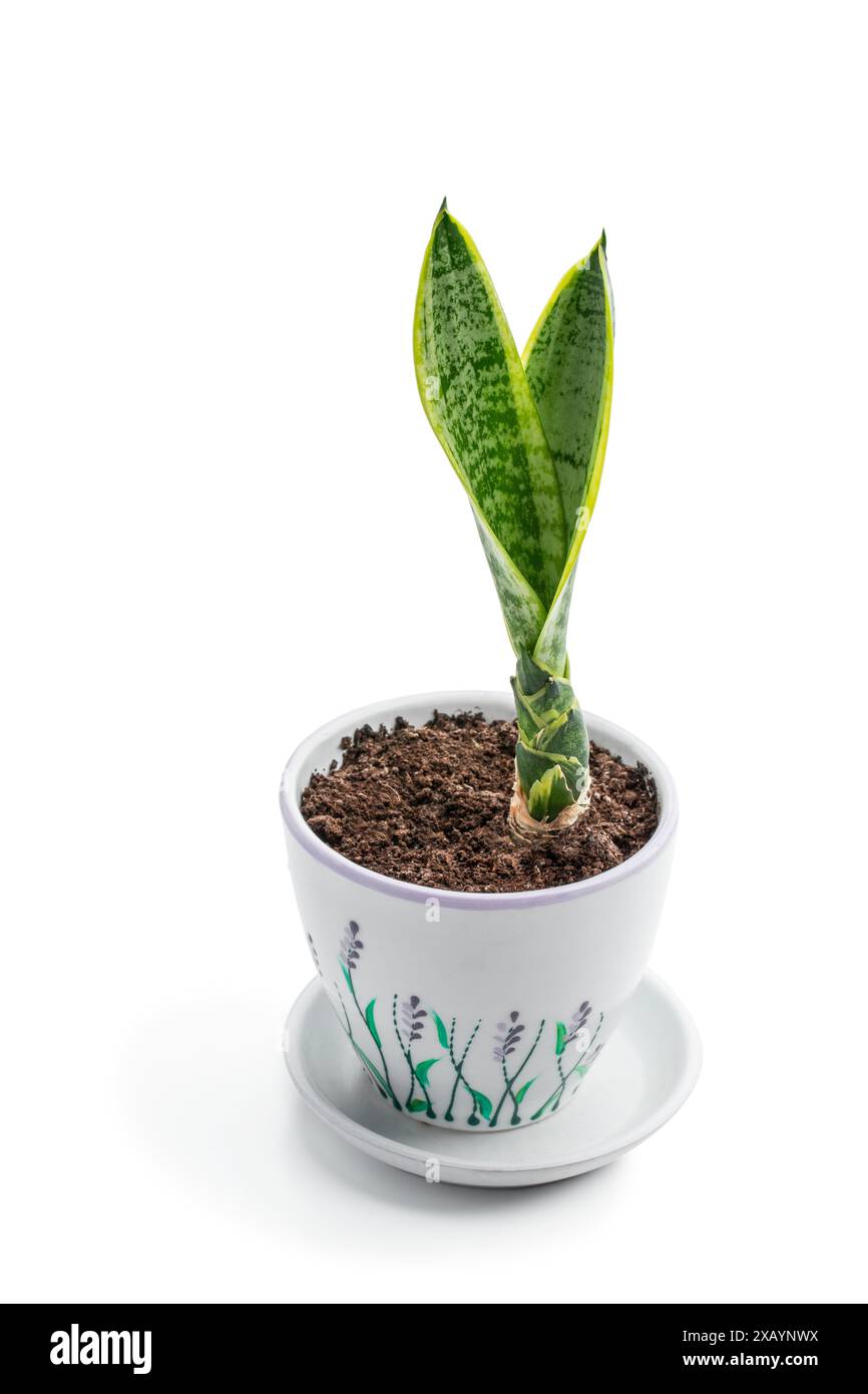 Pianta baby Sansevieria in vaso di ceramica isolato su sfondo bianco Foto Stock