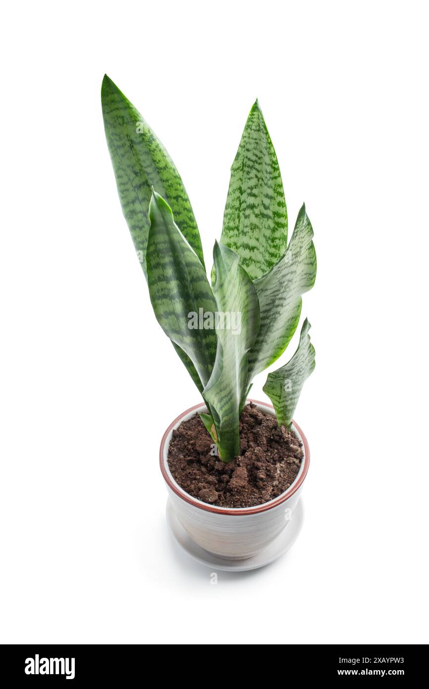 Impianto di Sansevieria in vaso di ceramica isolato su sfondo bianco Foto Stock