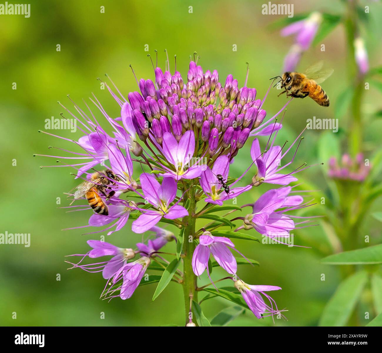 Un fiore di ragno rosa o una pianta di Cleome all'inizio dell'estate visitata da due api mellifere e una formica. Foto Stock