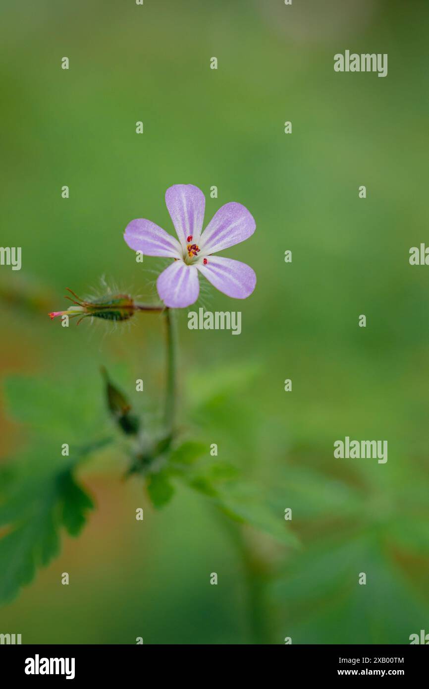 piccolo fiore ai margini della foresta, geranium lucidum Foto Stock