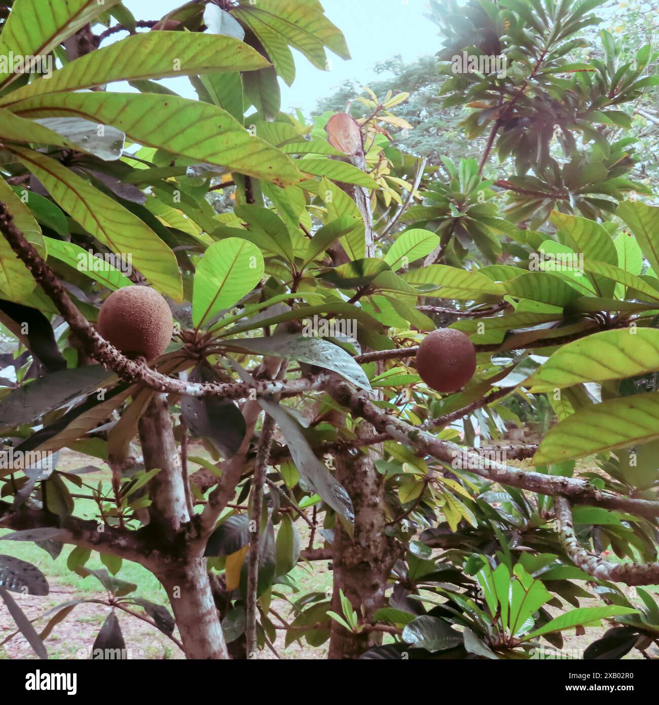Sapodilla (Manilkara zapota) nella valle di Vinales, Cuba, America centrale Foto Stock
