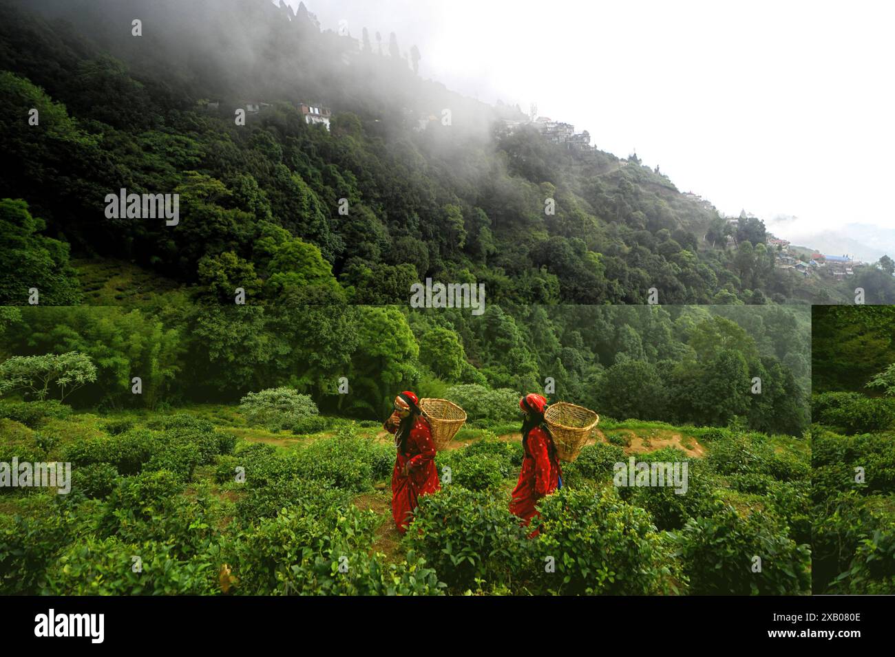 Darjeeling, Bengala Occidentale, India. 8 giugno 2024. Le donne hanno visto raccogliere le foglie di tè da un giardino vicino a Siliguri nel distretto di Darjeeling. (Immagine di credito: © Avishek Das/SOPA Images via ZUMA Press Wire) SOLO PER USO EDITORIALE! Non per USO commerciale! Foto Stock