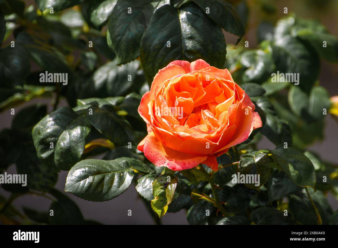 Rose da giardino Foto Stock