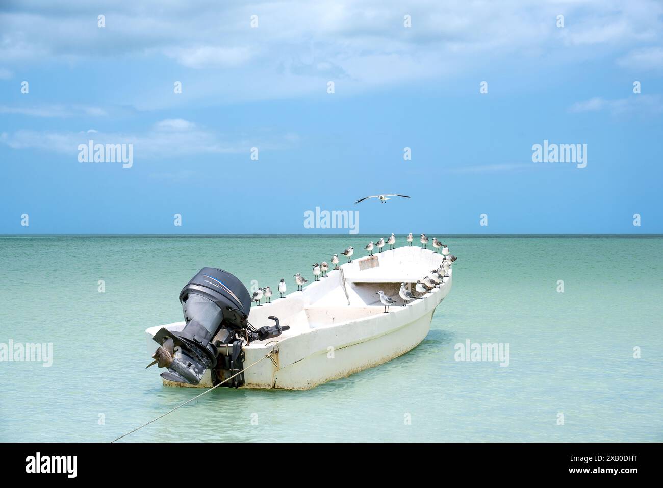 Sbarco dei gabbiani 01 Foto Stock