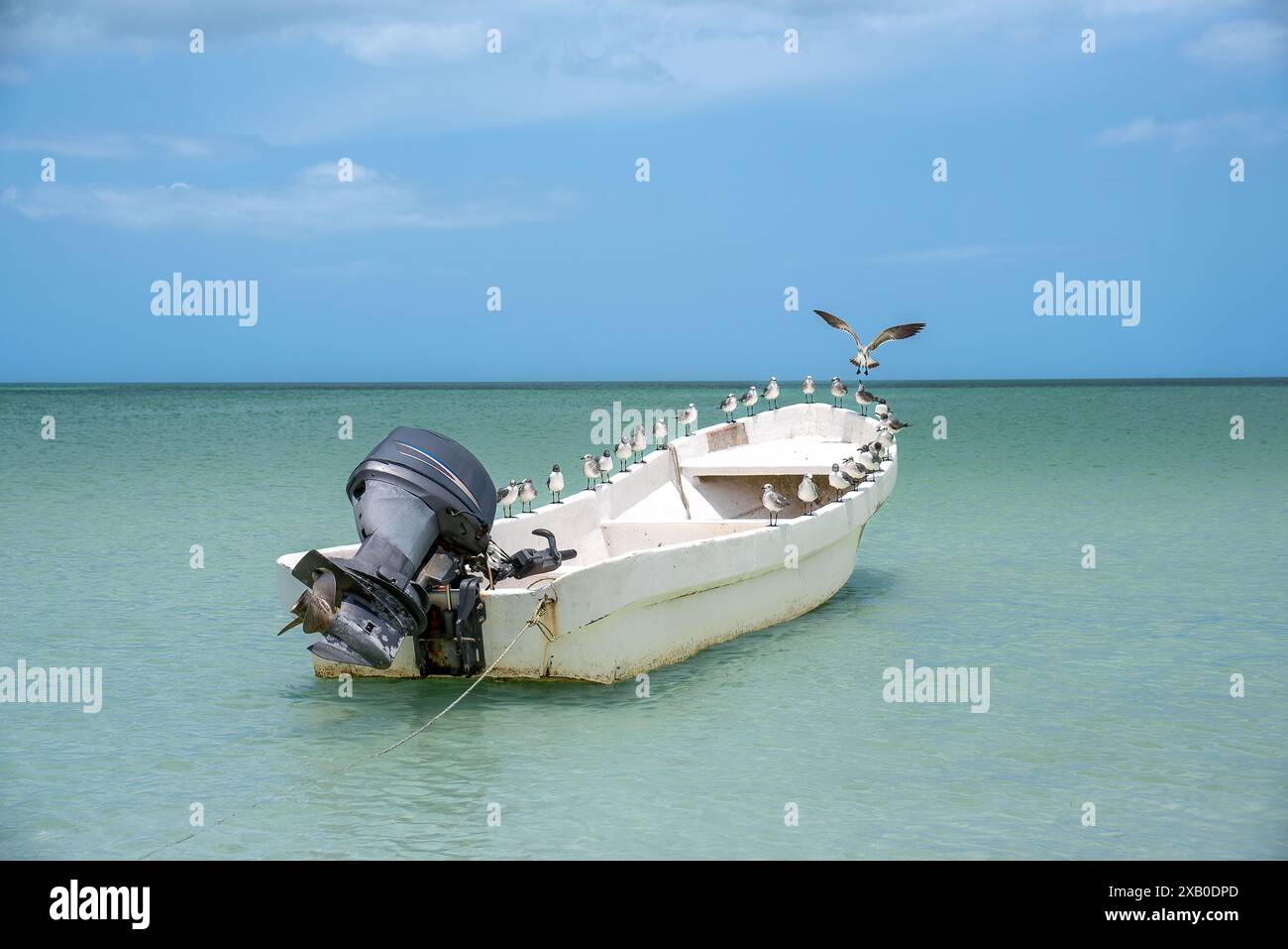 Seagull Landing 02 Foto Stock
