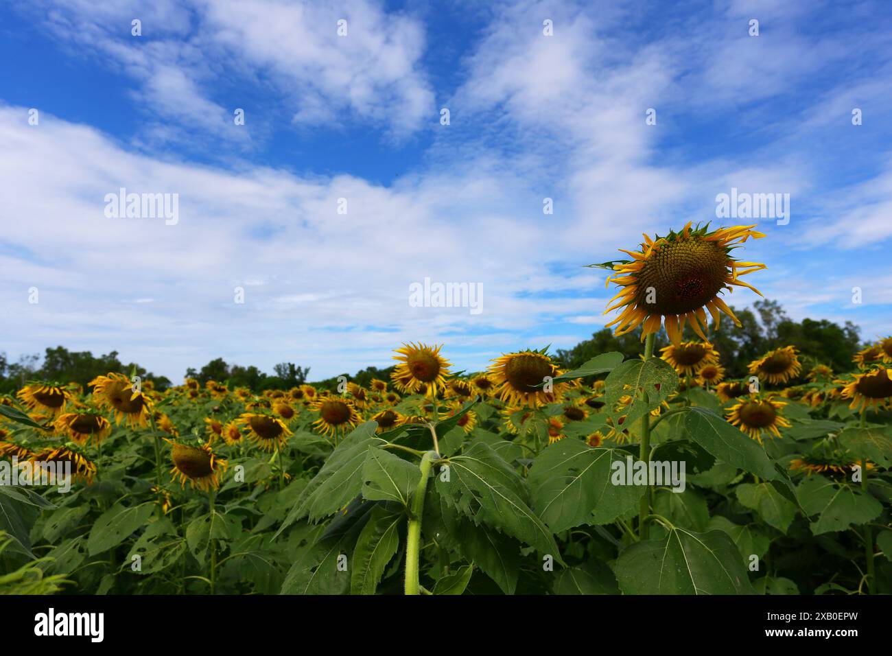 Girasoli sono in fiore e luce dal sole in una giornata limpida e hanno spazio di copia. Foto Stock