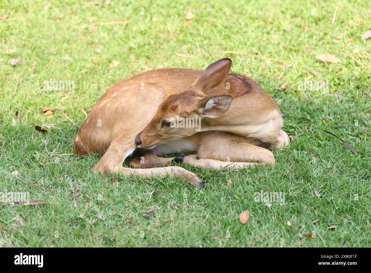 I cervi selvatici si rilassano per riposarsi durante il giorno dopo aver mangiato il loro pieno. Foto Stock